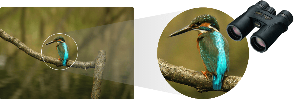 Field glasses for bird sales watching