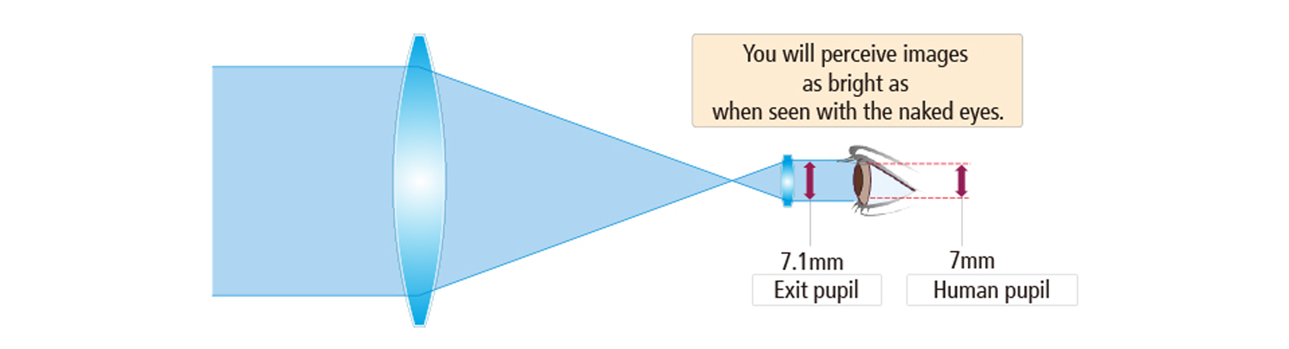 exit-pupil-basic-information-about-binoculars-nikon-consumer