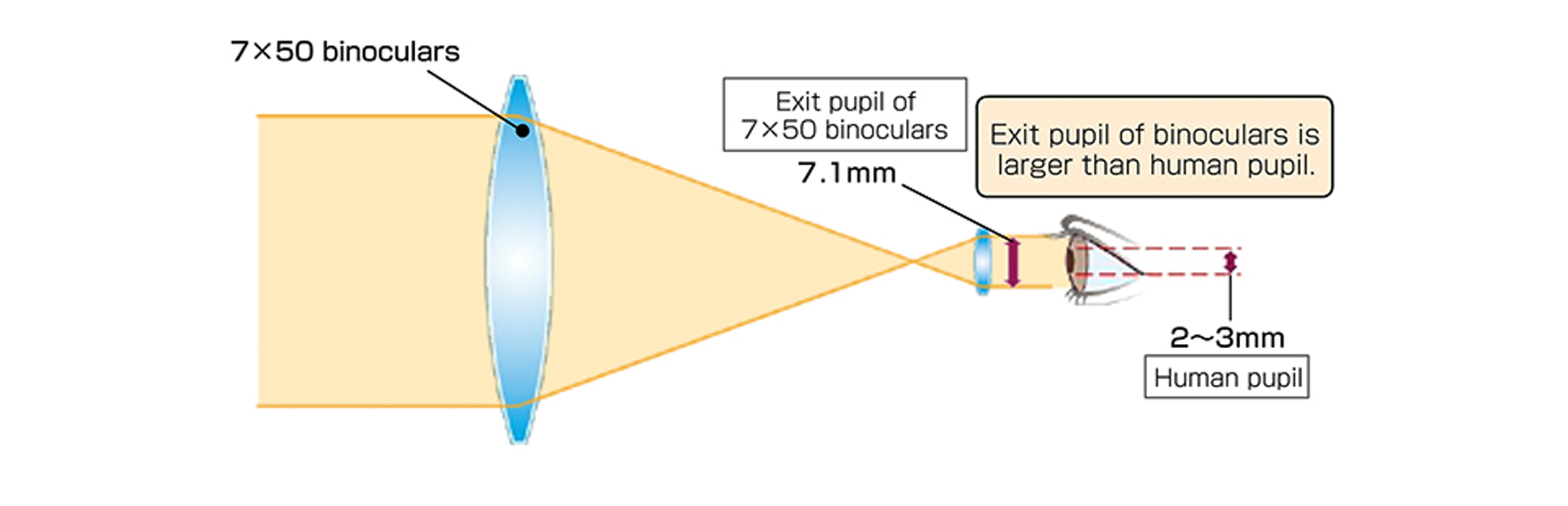 exit-pupil-basic-information-about-binoculars-nikon-consumer