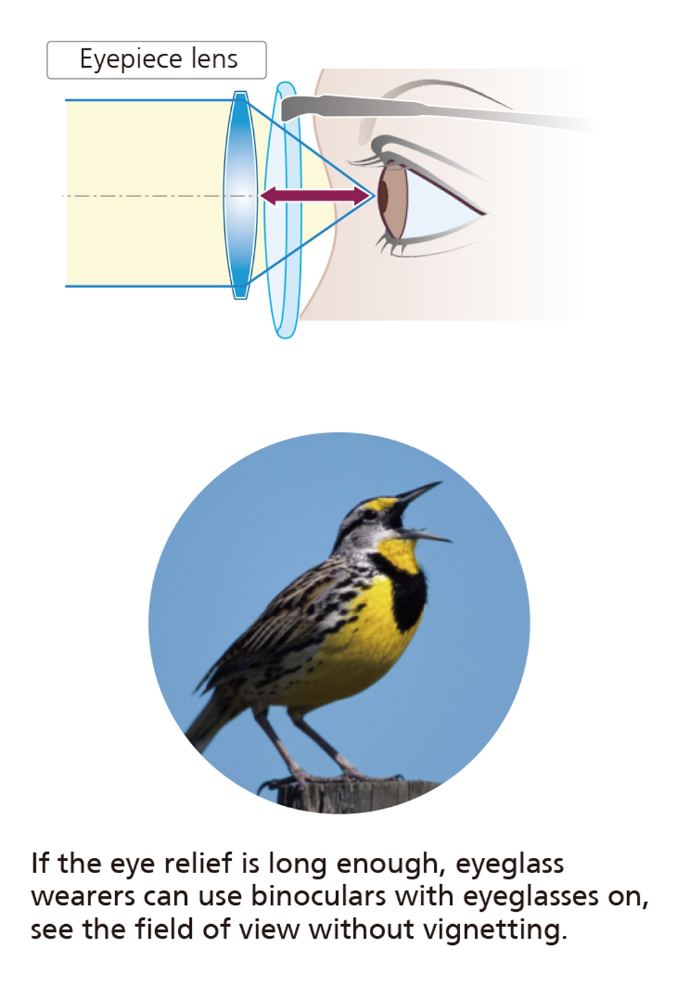 Eye relief, Basic Information about Binoculars