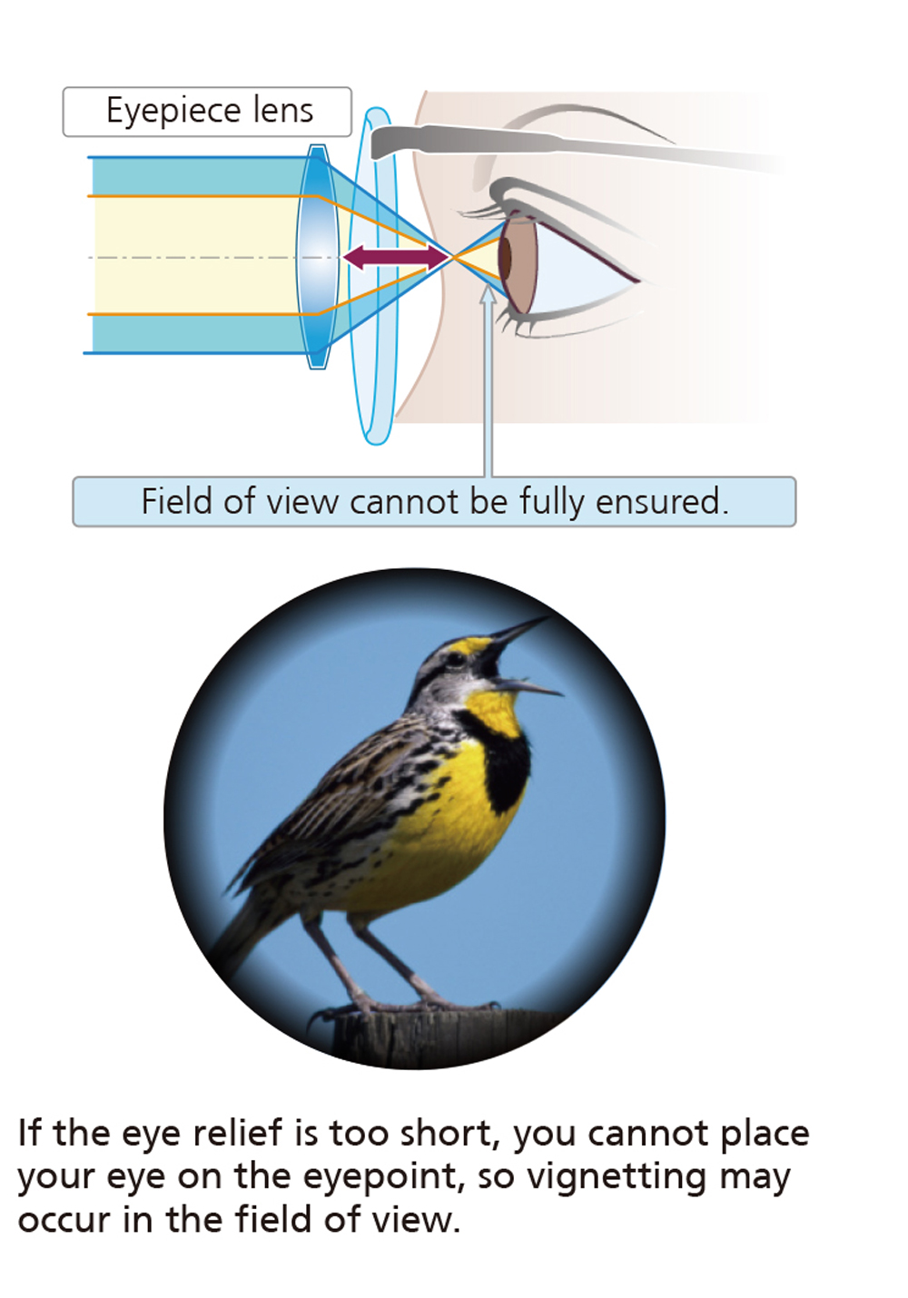 Binocular eye relief for 2024 glasses