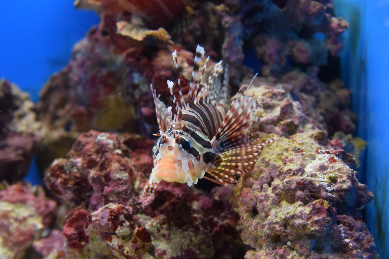 Nikon Imaging Products Digitutor D5600