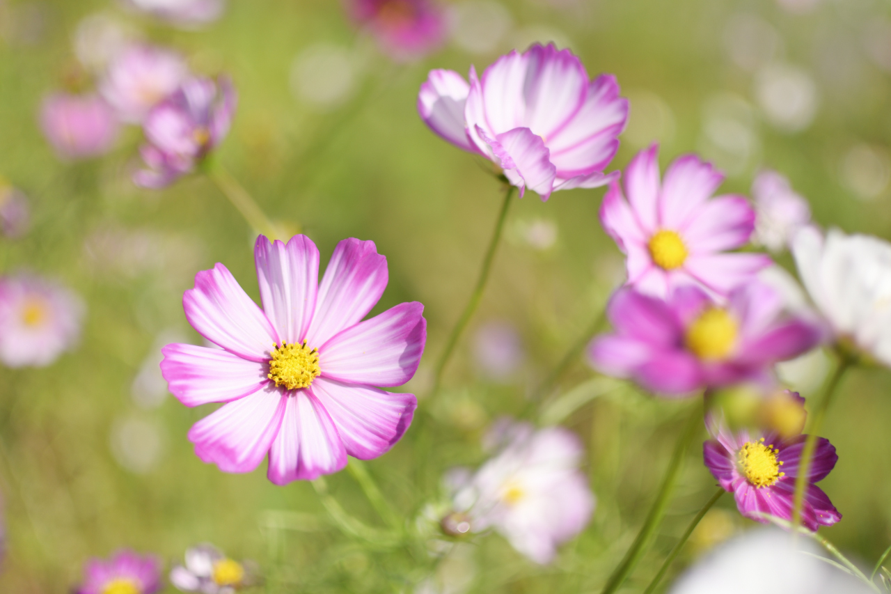 Nikon Imaging Products Digitutor D3500